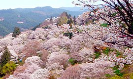 4月の山　吉野山（奈良県）